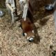 茶臼山動物園レッサーパンダ